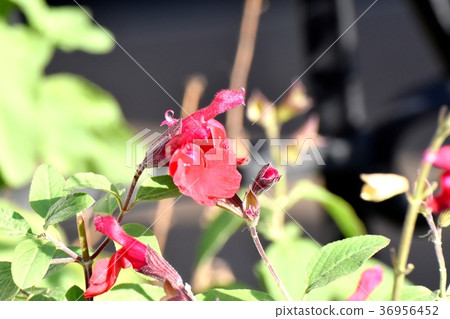 Salvia microphila blooming in Mitaka Nakahara, Mitaka City, Tokyo Salvia microphila blooming in Mitaka Nakahara, Mitaka City, Tokyo 36956452