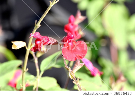 開花在Mitaka Nakahara，Mitaka市，東京的Salvia microphila 36956453