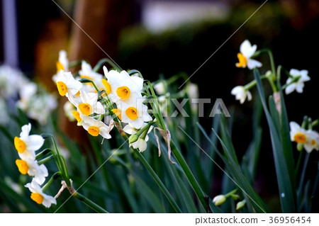 開花在Mitaka Nakahara,Mitaka市,東京的日本水仙 開花在Mitaka Nakahara,Mitaka市,東京的日本水仙 36956454