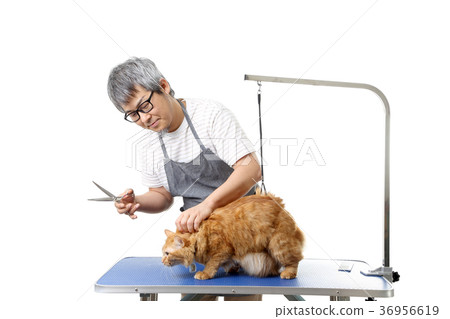 Groomer Groomer 36956619
