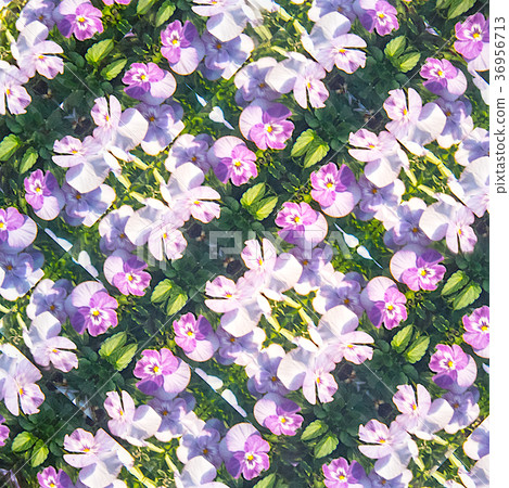 Sweet pea design Sweet pea design 36956713