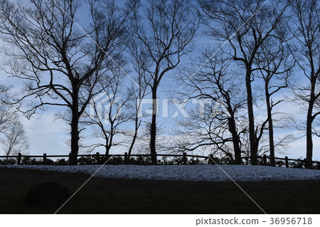 dead tree dead tree 36956718