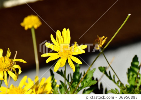 開花在Mitaka Nakahara，Mitaka市，東京的瑪格麗特波斯菊 36956885