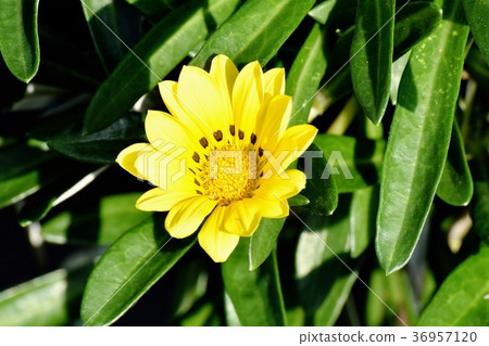 開花在Mitaka Nakahara,Mitaka市,東京的雜色菊屬植物 開花在Mitaka Nakahara,Mitaka市,東京的雜色菊屬植物 36957120