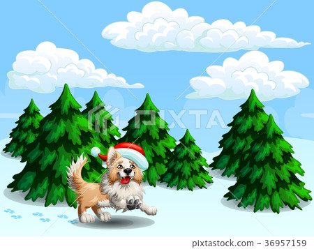 Border Collie and fir-trees gor 36957159