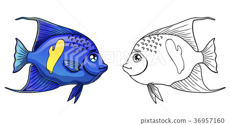 Arabian Angel Fish colorful and contour 36957160