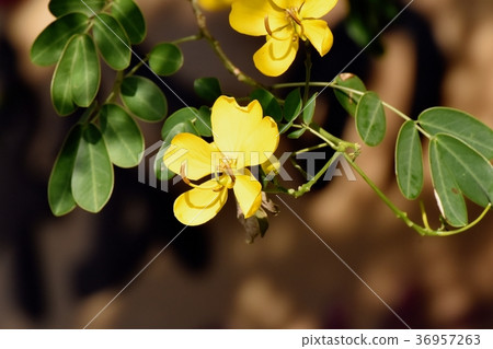 三鷹市的植物，開花在三鷹中原的東京Kobanoshina 36957263