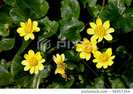 Mitaka市,東京Tsuwabuki花的植物開花在三鷹中原 Mitaka市,東京Tsuwabuki花的植物開花在三鷹中原 36957264