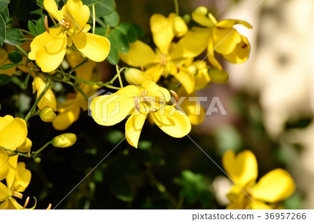 Plants of Mitaka City, Tokyo Kobanoshina blooming in Mitaka Nakahara Plants of Mitaka City, Tokyo Kobanoshina blooming in Mitaka Nakahara 36957266