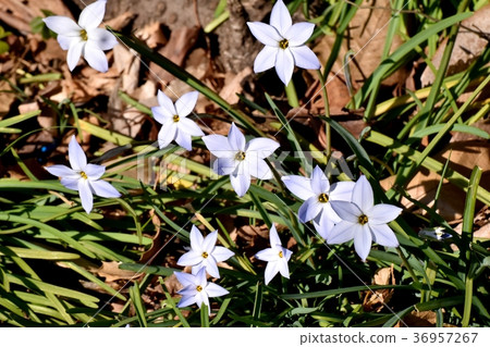 Flowering flowers in Mitaka Sengawa Park in Mitaka, Tokyo Flowering flowers in Mitaka Sengawa Park in Mitaka, Tokyo 36957267