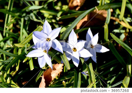 開花的花在Mitaka Sengawa公園在Mitaka，東京 36957268