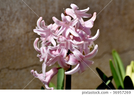 開花在Mitaka Nakahara，Mitaka市，東京的風信花 36957269