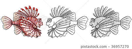 Loinfish colorfull on a white background 36957270