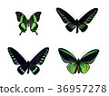 Set of four green tropical butterflies 36957278