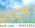 Rain and cosmos 36957458