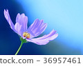Face upwards 36957461
