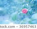 Snow and camellia 36957463