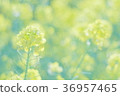 spring day 36957465