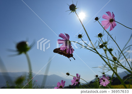 Autumn in Obasute: Beautiful cosmos flowers and a swallowtail butterfly resting against the blue sky and sunlight. Autumn in Obasute: Beautiful cosmos flowers and a swallowtail butterfly resting against the blue sky and sunlight. 36957633