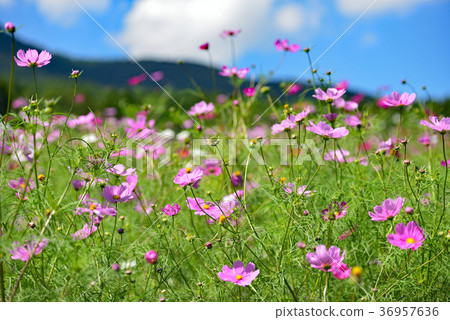 Kurohime高原秋天波斯菊 36957636