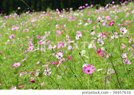 Kurohime高原秋天波斯菊 36957638