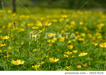 Kurohime高原秋天波斯菊 36957639