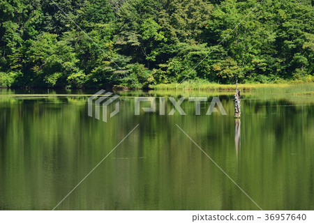 信州Togakushi鏡池 36957640