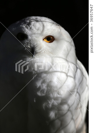 白貓頭鷹 36957647