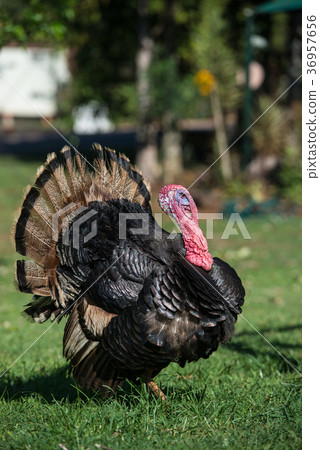 自由放養的火雞 36957656