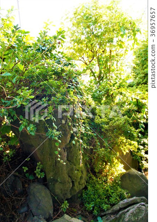 日本花園 36957657