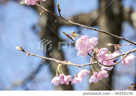 櫻花和藍天 櫻花和藍天 36958156
