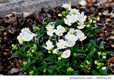Linaria that blooms in Mitaka Nakahara, Mitaka City, Tokyo Linaria that blooms in Mitaka Nakahara, Mitaka City, Tokyo 36958220