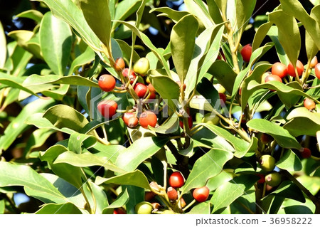Mochi的植物將是東京三鷹市的三鷹中原 36958222