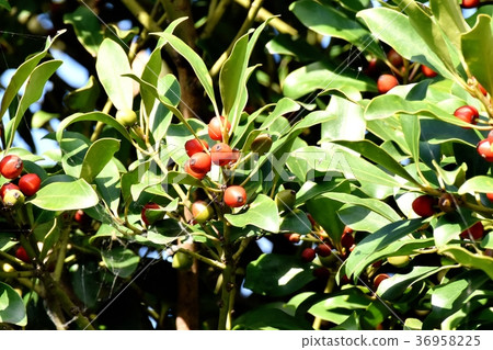 Plants of Mochi that will be Mitaka Nakahara in Mitaka City, Tokyo 36958225