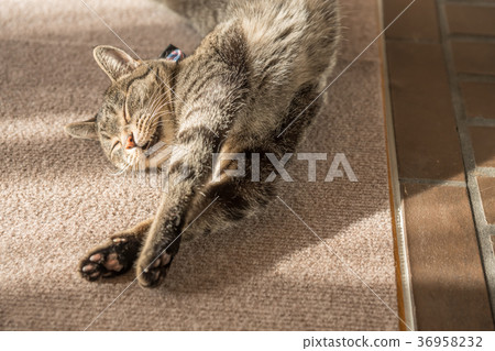 貓 36958232