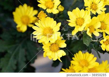 Spray mike blooming in Mitaka Nakahara, Mitaka City, Tokyo 36958285