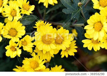 噴灑開花在Mitaka Nakahara，Mitaka市，東京的邁克 36958290