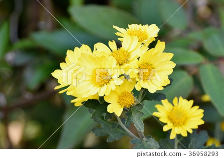 噴灑開花在Mitaka Nakahara，Mitaka市，東京的邁克 36958293