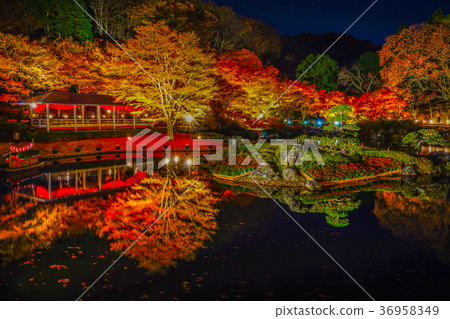 Japanese autumn leaves 36958349