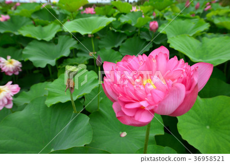 曙山農業公園的夏天:大片綠葉鋪滿大地,美麗的粉紅色蓮花盛開。 曙山農業公園的夏天:大片綠葉鋪滿大地,美麗的粉紅色蓮花盛開。 36958521