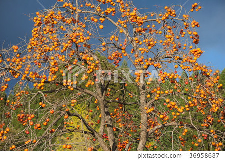 Shibu persimmon harvest season 36958687