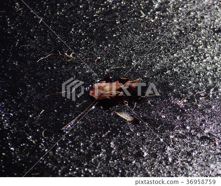 Dry leaf on ice Dry leaf on ice 36958759