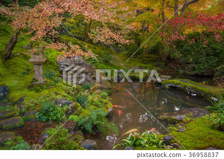 Autumn leaves in the garden of Yukoin in Yase, Kyoto Autumn leaves in the garden of Yukoin in Yase, Kyoto 36958837
