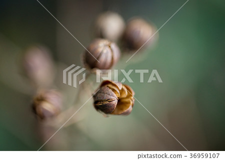 Lagerstroemia fruit 36959107
