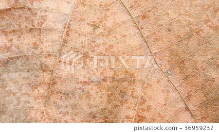 Close up of dry Teak leaves for a background. Close up of dry Teak leaves for a background. 36959232