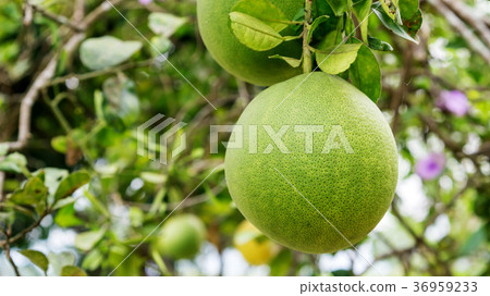 Pomelo tree in an orchard. 36959233