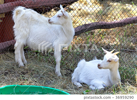 Two white goats grazing in a paddock 36959290