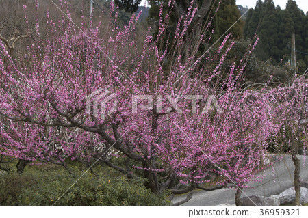 Pukouji plum flower, 36959321