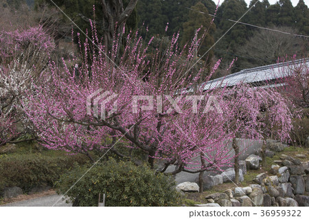 Pukouji plum flower, Pukouji plum flower, 36959322