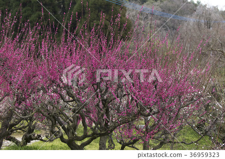 Pukouji梅花, Pukouji梅花, 36959323